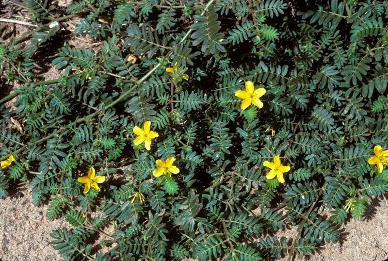 arbusto de tribulus terrestris e sua flor